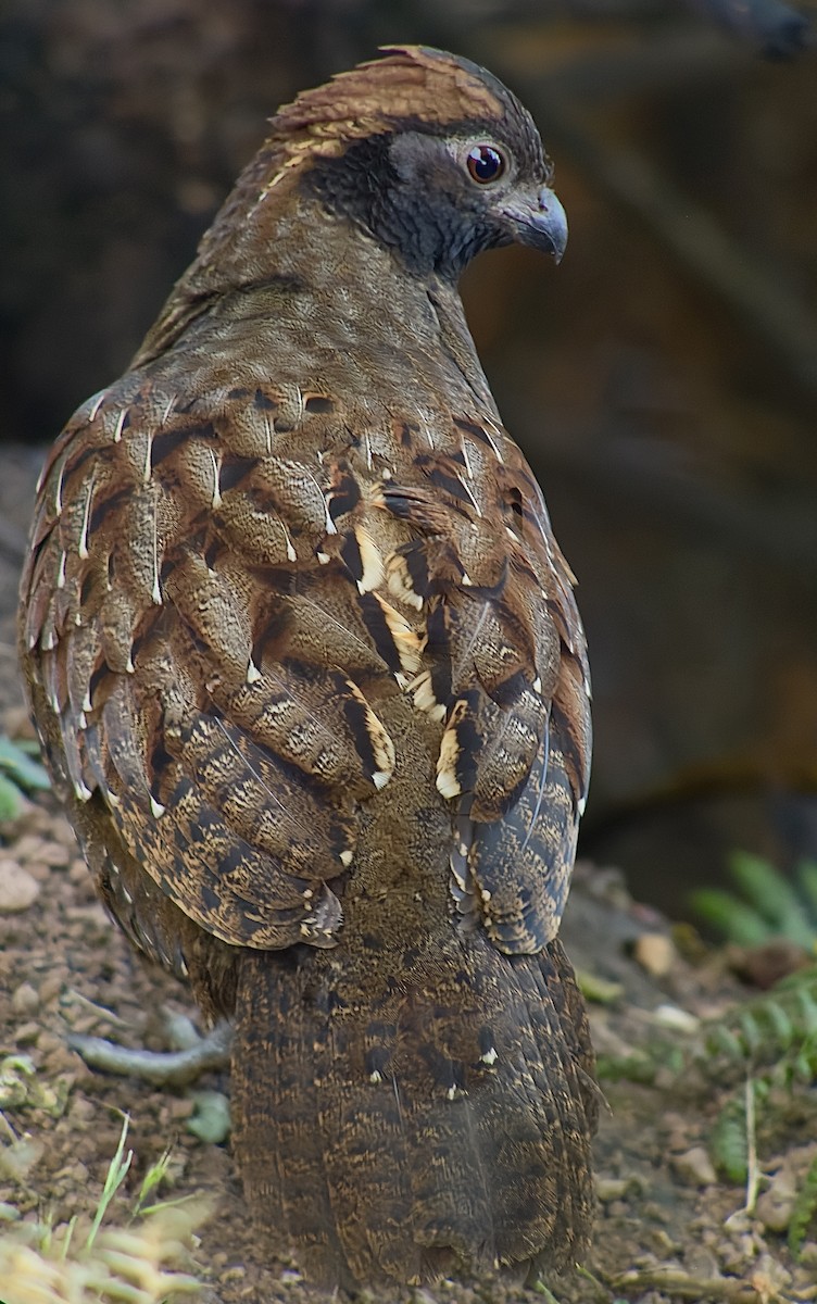 Black-fronted Wood-Quail - William Orellana (Beaks and Peaks)