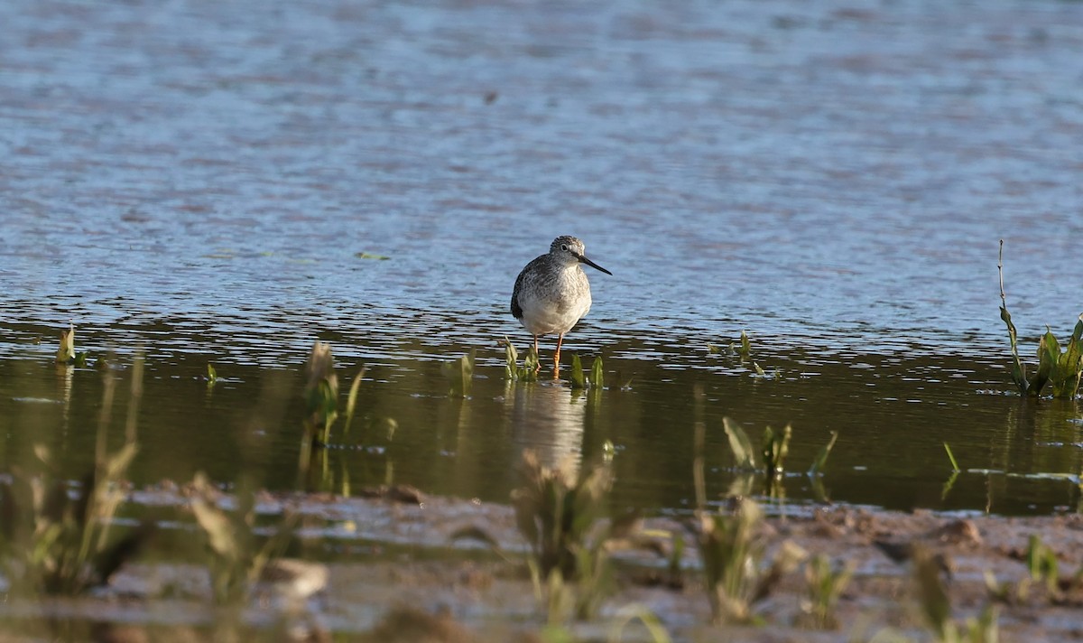 Greater Yellowlegs - ML615928809