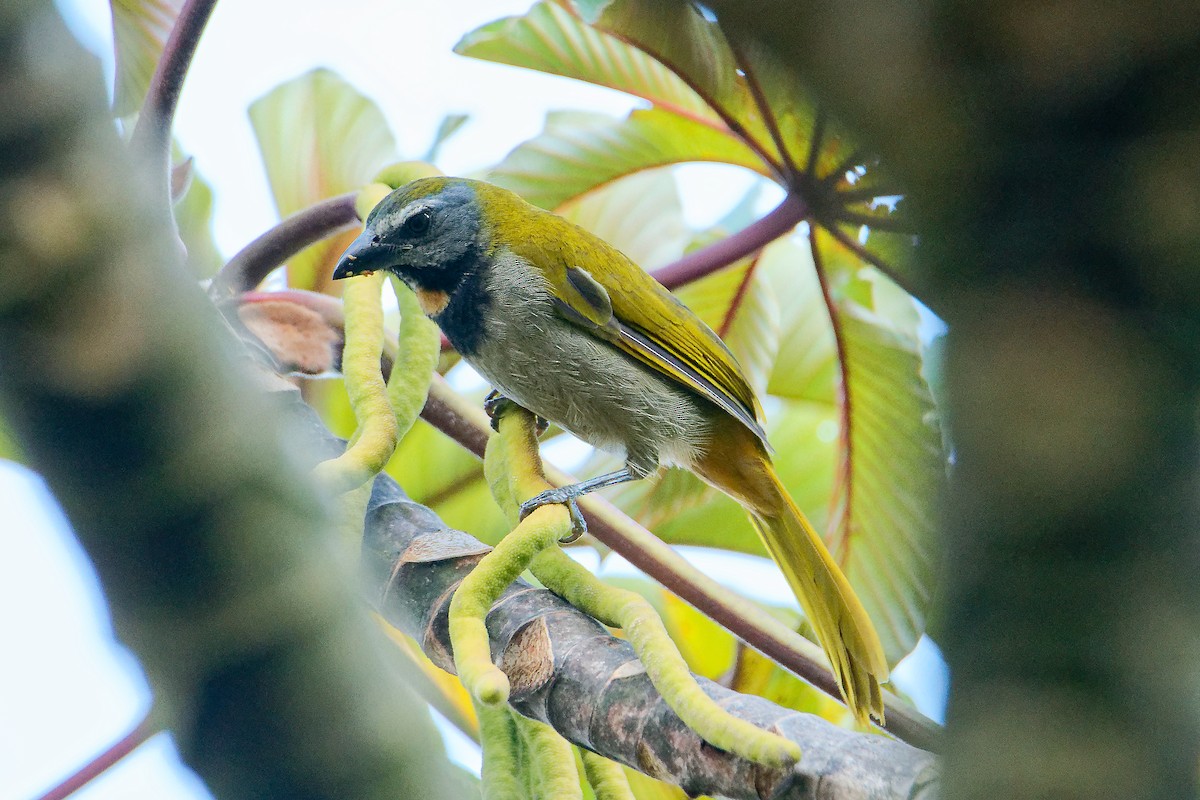 Buff-throated Saltator - ML615928810