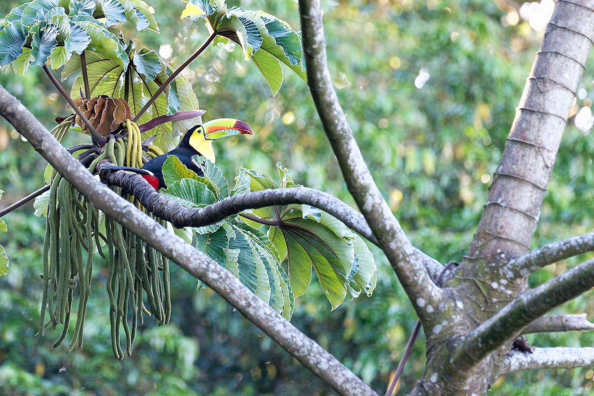 Keel-billed Toucan - ML615928818