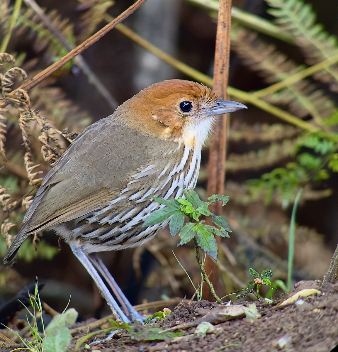 Chestnut-crowned Antpitta - William Orellana (Beaks and Peaks)