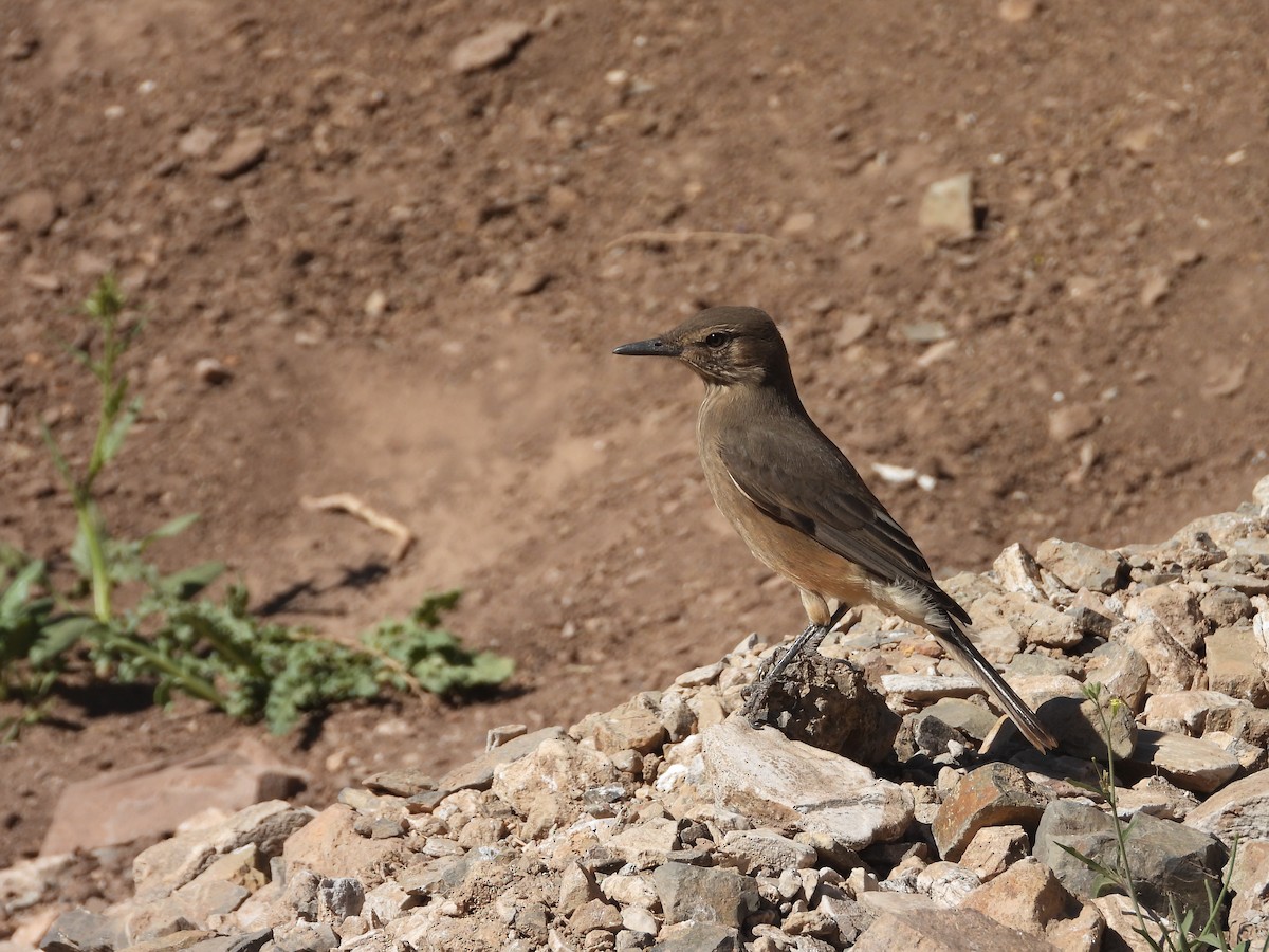 Black-billed Shrike-Tyrant - ML615928827