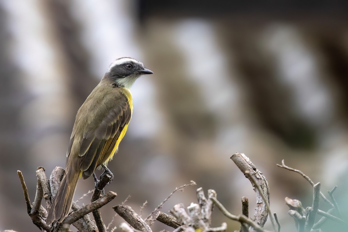 Social Flycatcher - ML615928837