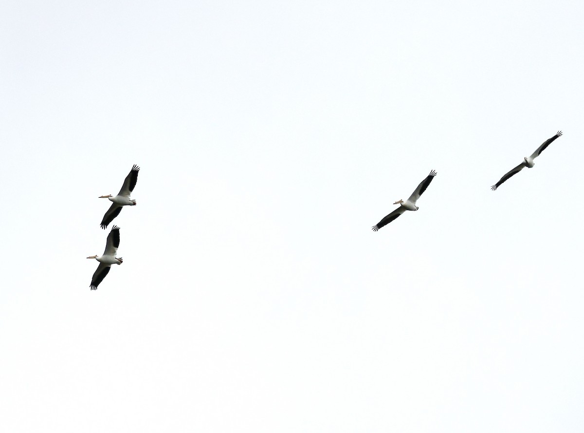 American White Pelican - ML615928852