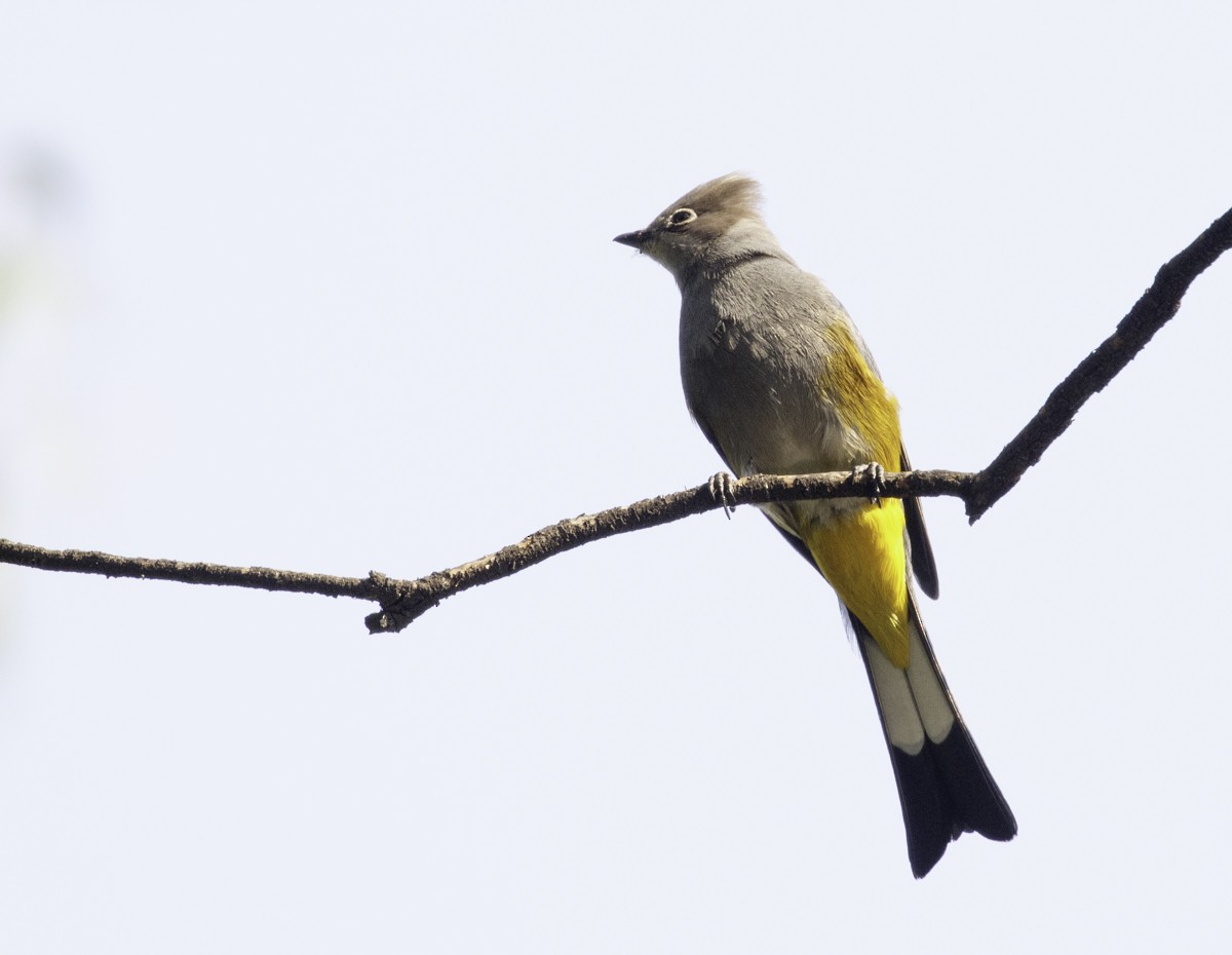 Gray Silky-flycatcher - Sergio Rivero Beneitez