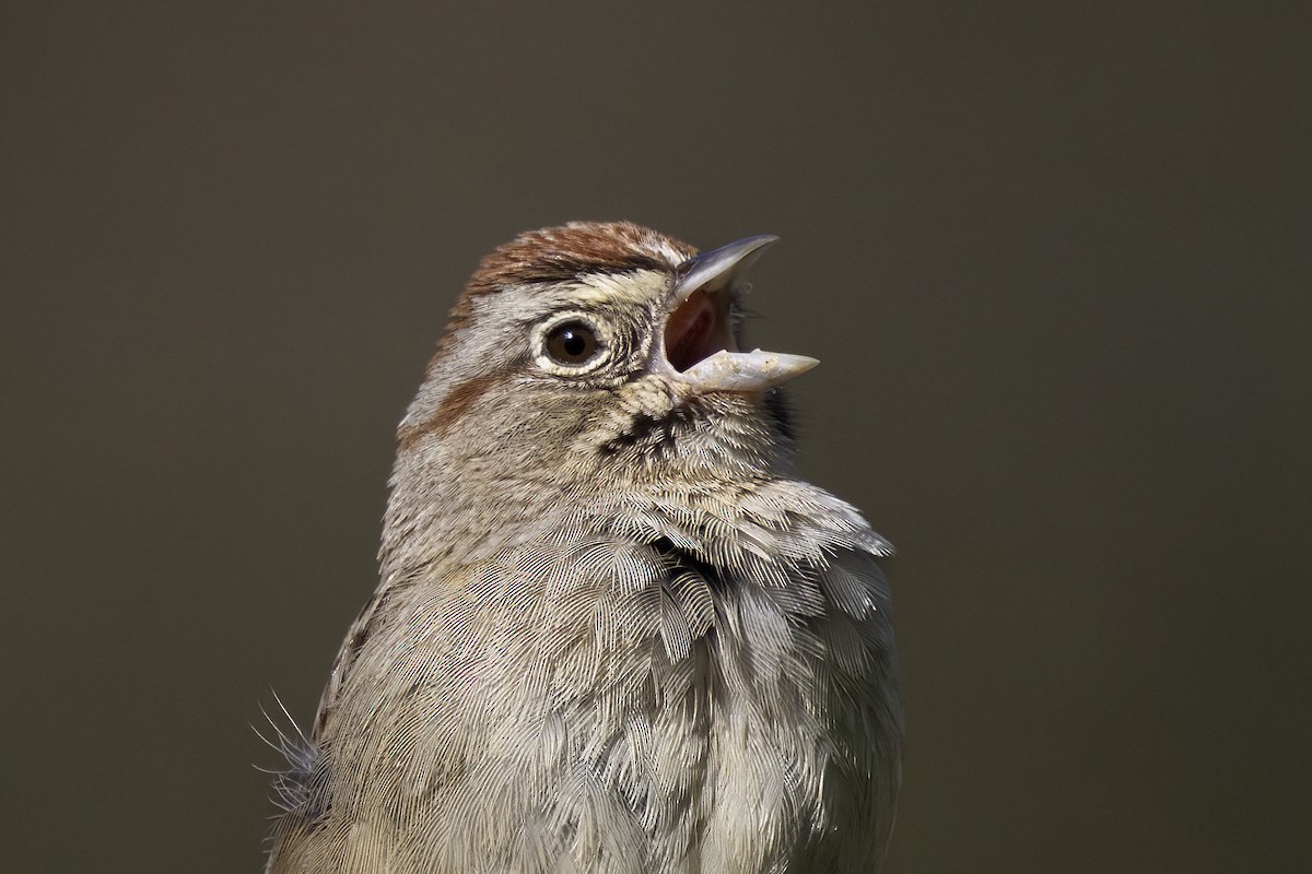 Rufous-crowned Sparrow - J Tanner