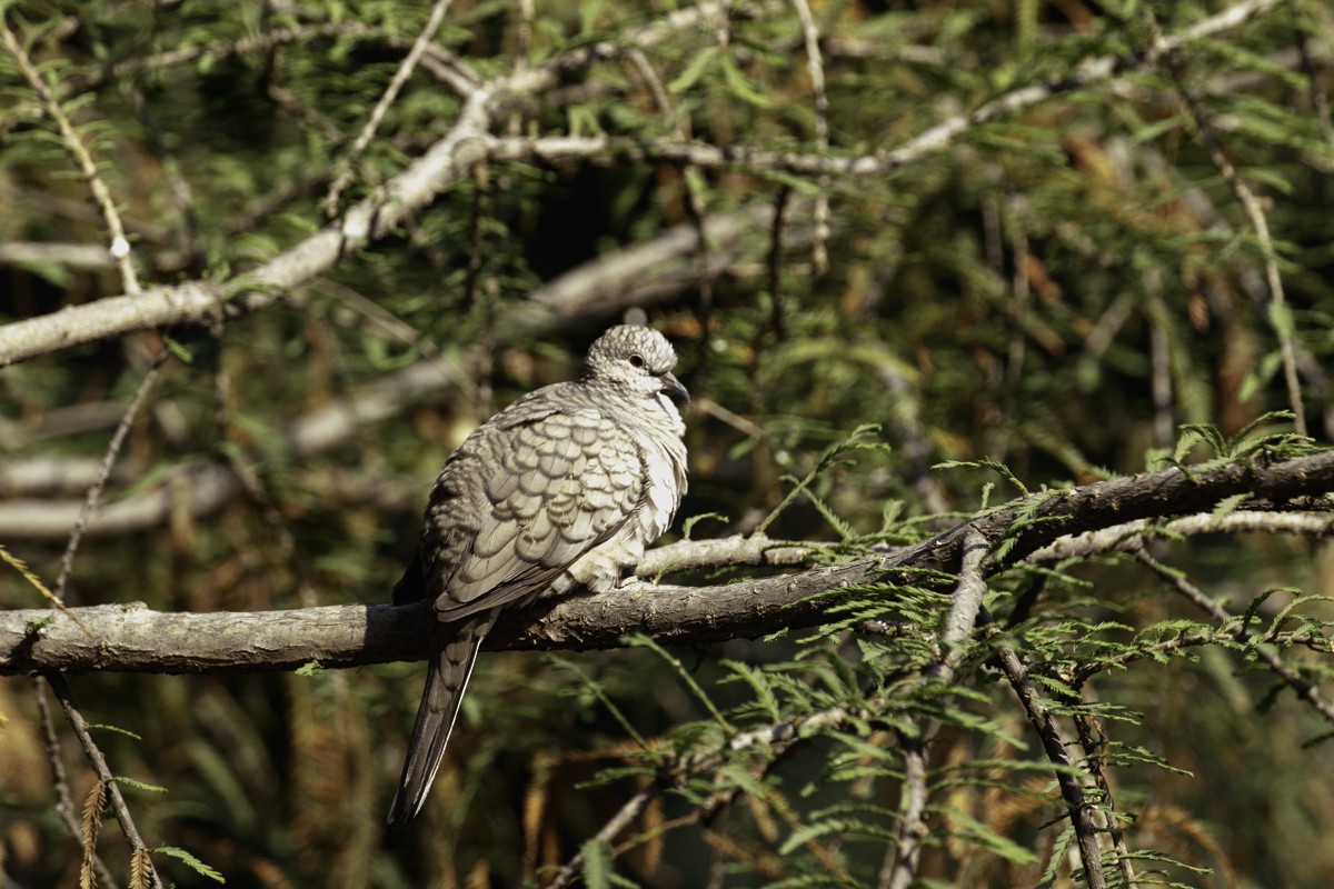 Inca Dove - ML615928888