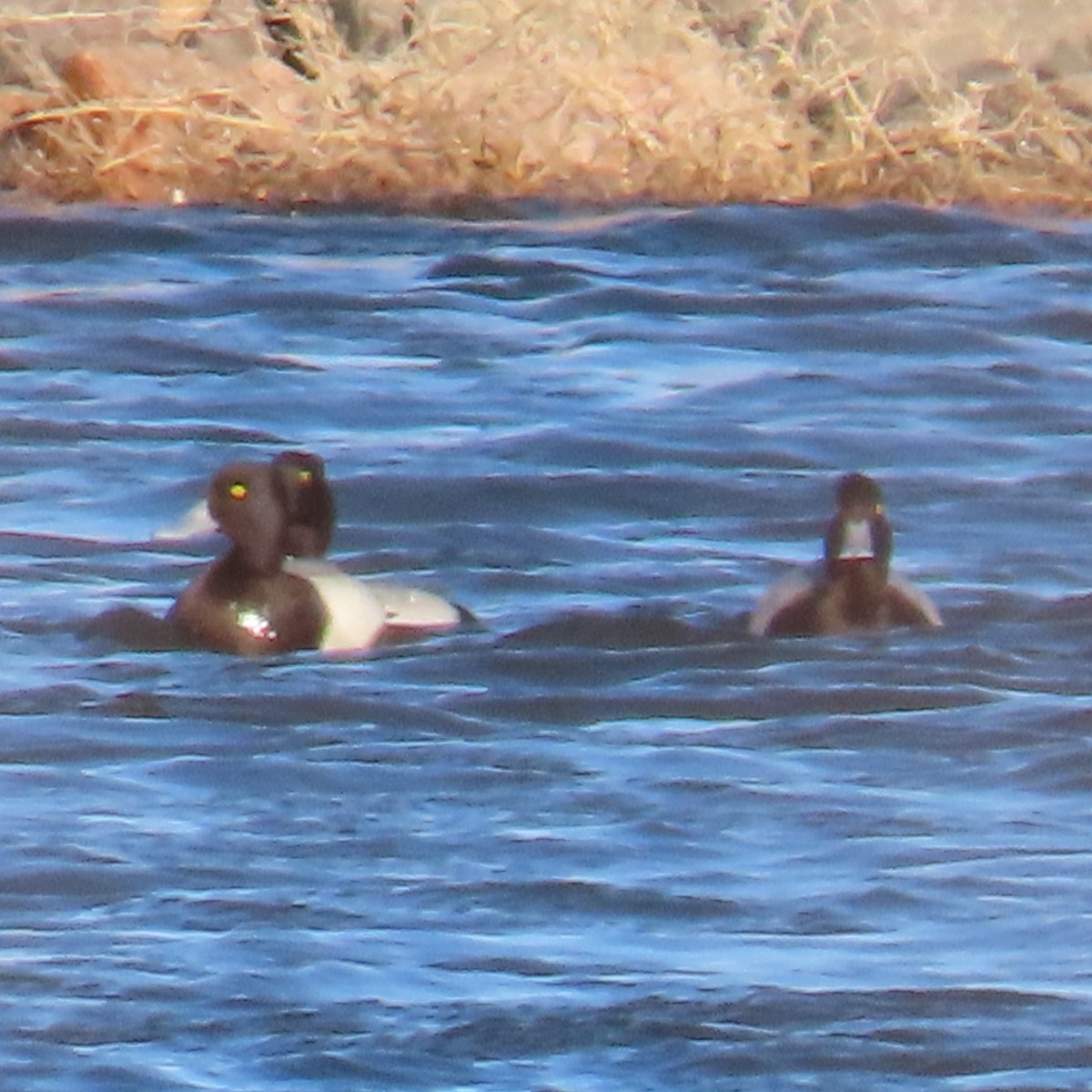 Greater Scaup - Mackenzie Goldthwait