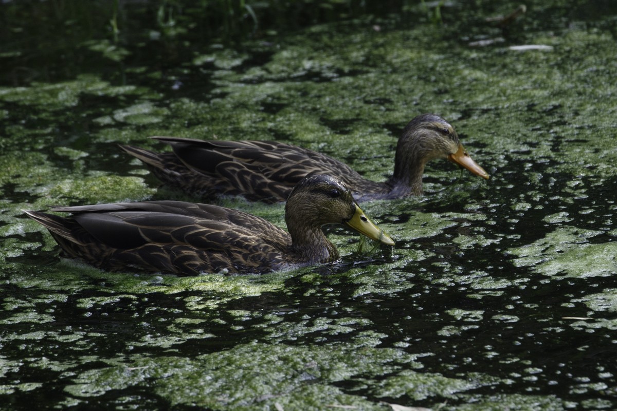 Mexican Duck - ML615928893