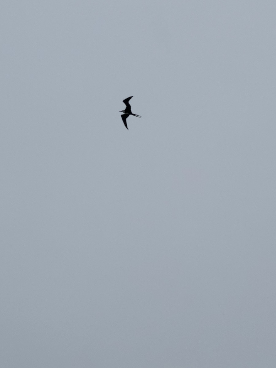 Great Frigatebird - ML615928897