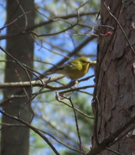 Pine Warbler - Zella Nisley