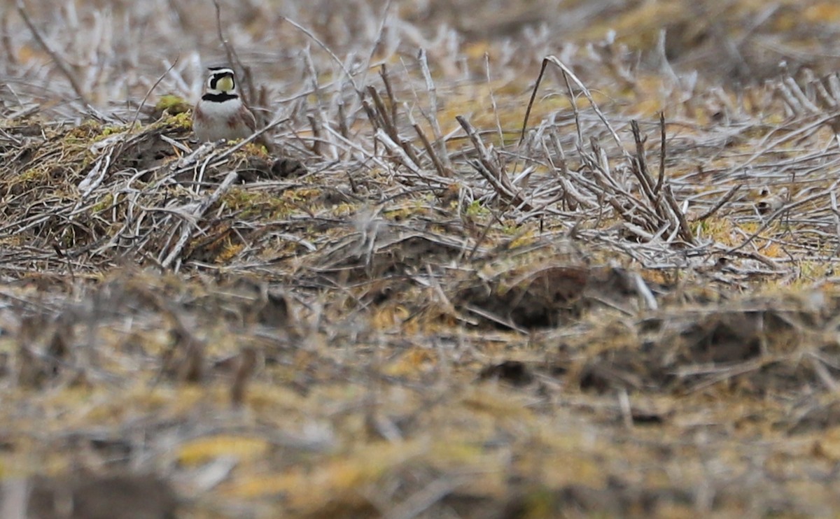 Horned Lark - ML615928985