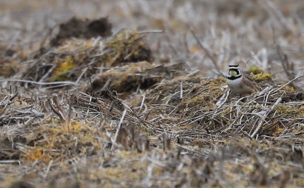 Horned Lark - ML615929000