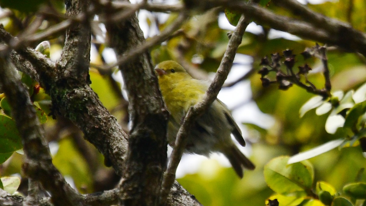 Gelbkleidervogel - ML615929005