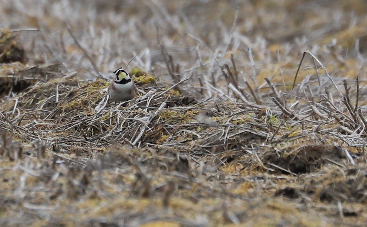 Horned Lark - ML615929008