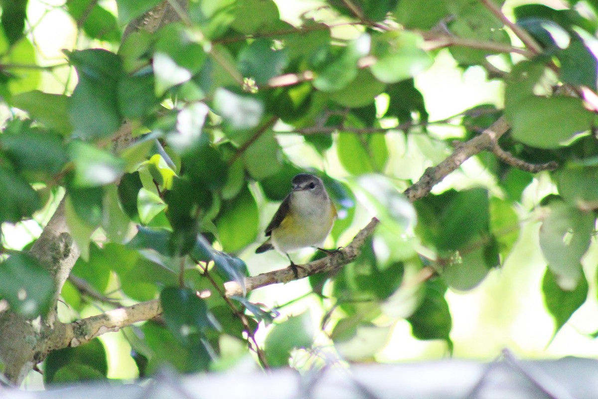 American Redstart - dean garvin