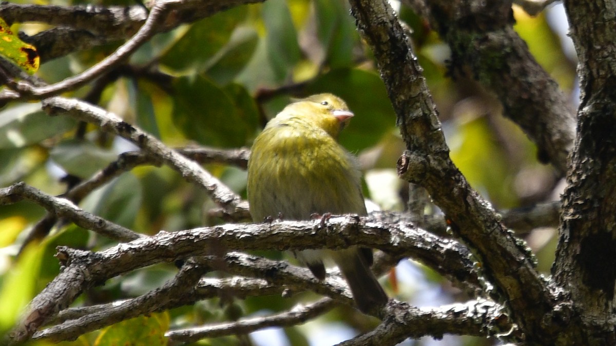 Gelbkleidervogel - ML615929016