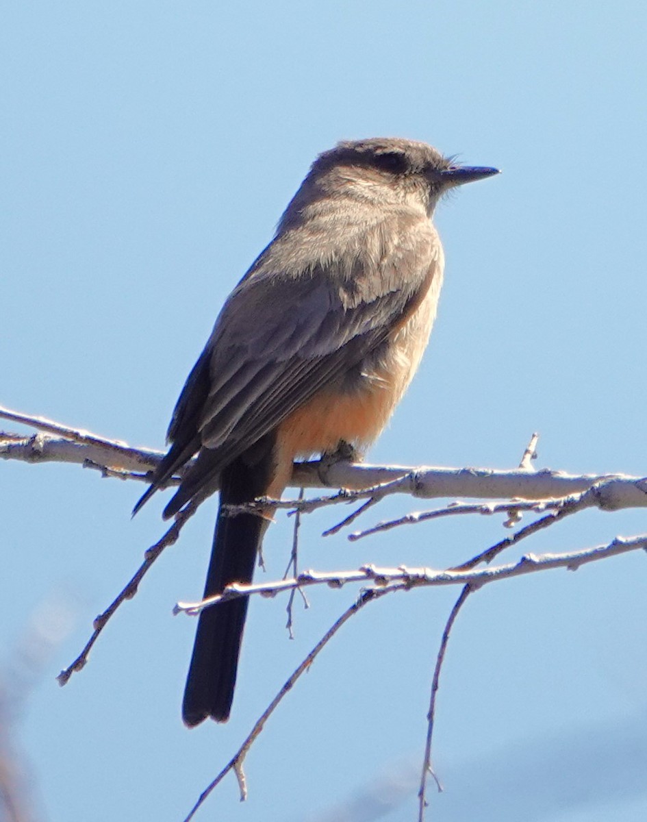 Say's Phoebe - ML615929020