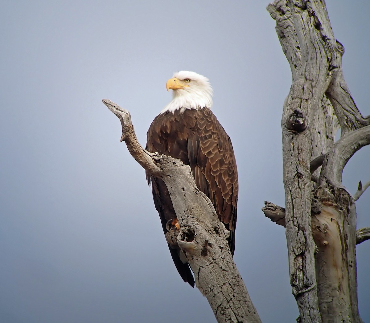 Bald Eagle - Nate Kohler