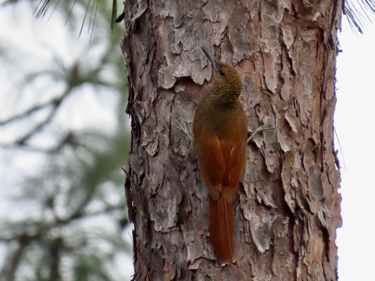 Northern Barred-Woodcreeper - Romel Romero