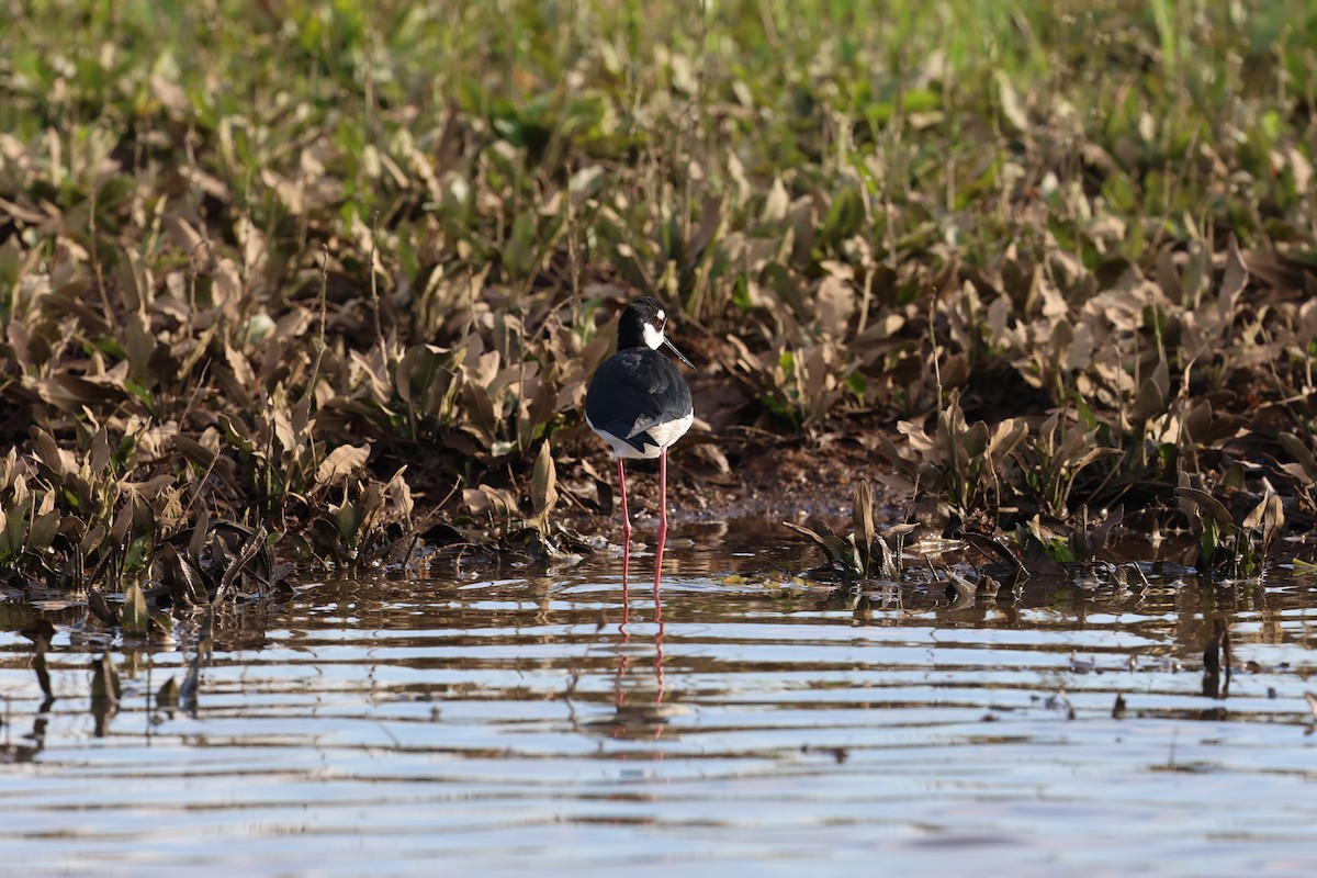 Black-necked Stilt - Donald Wellmann