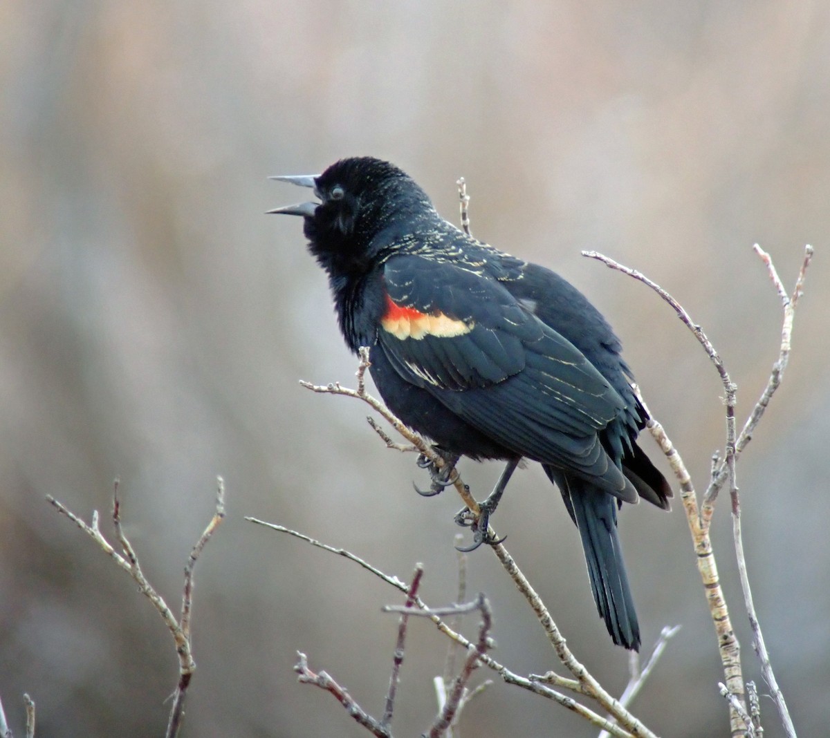 Red-winged Blackbird - Nate Kohler