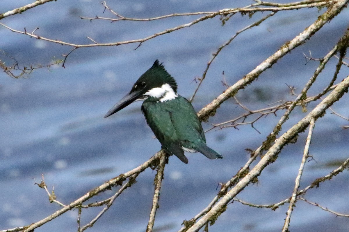 Martin-pêcheur d'Amazonie - ML615929092