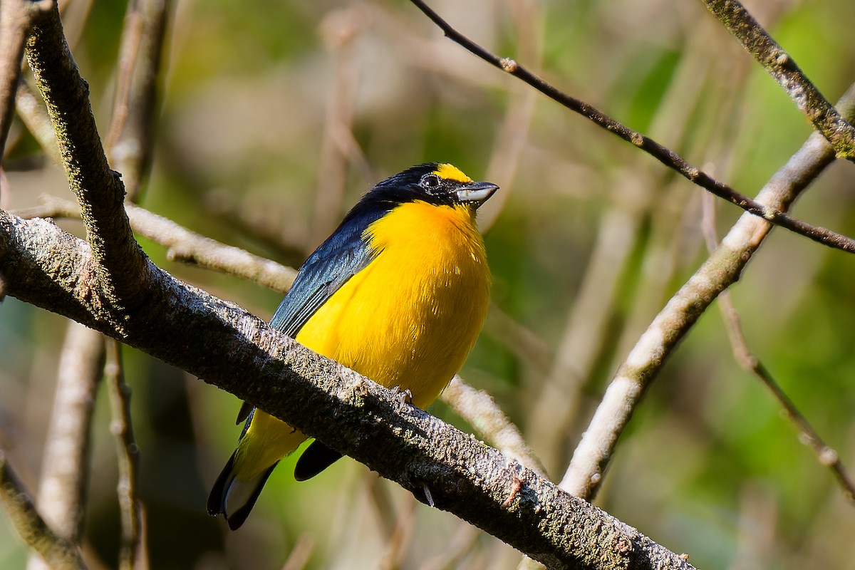 Yellow-throated Euphonia - Matthew Cameron