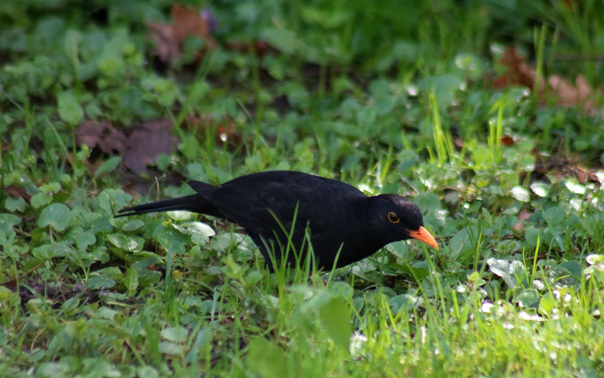 Eurasian Blackbird - ML615929213