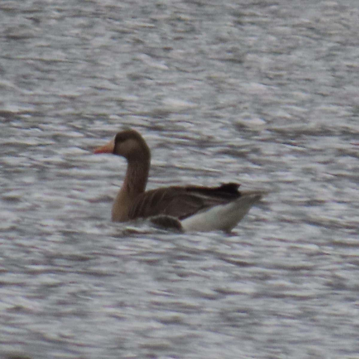 Greater White-fronted Goose (Western) - ML615929257