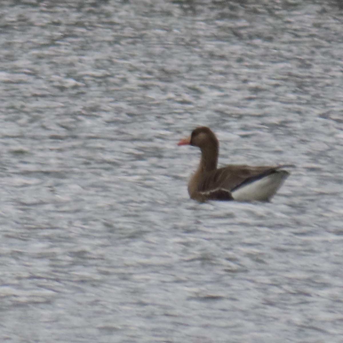 Greater White-fronted Goose (Western) - ML615929258