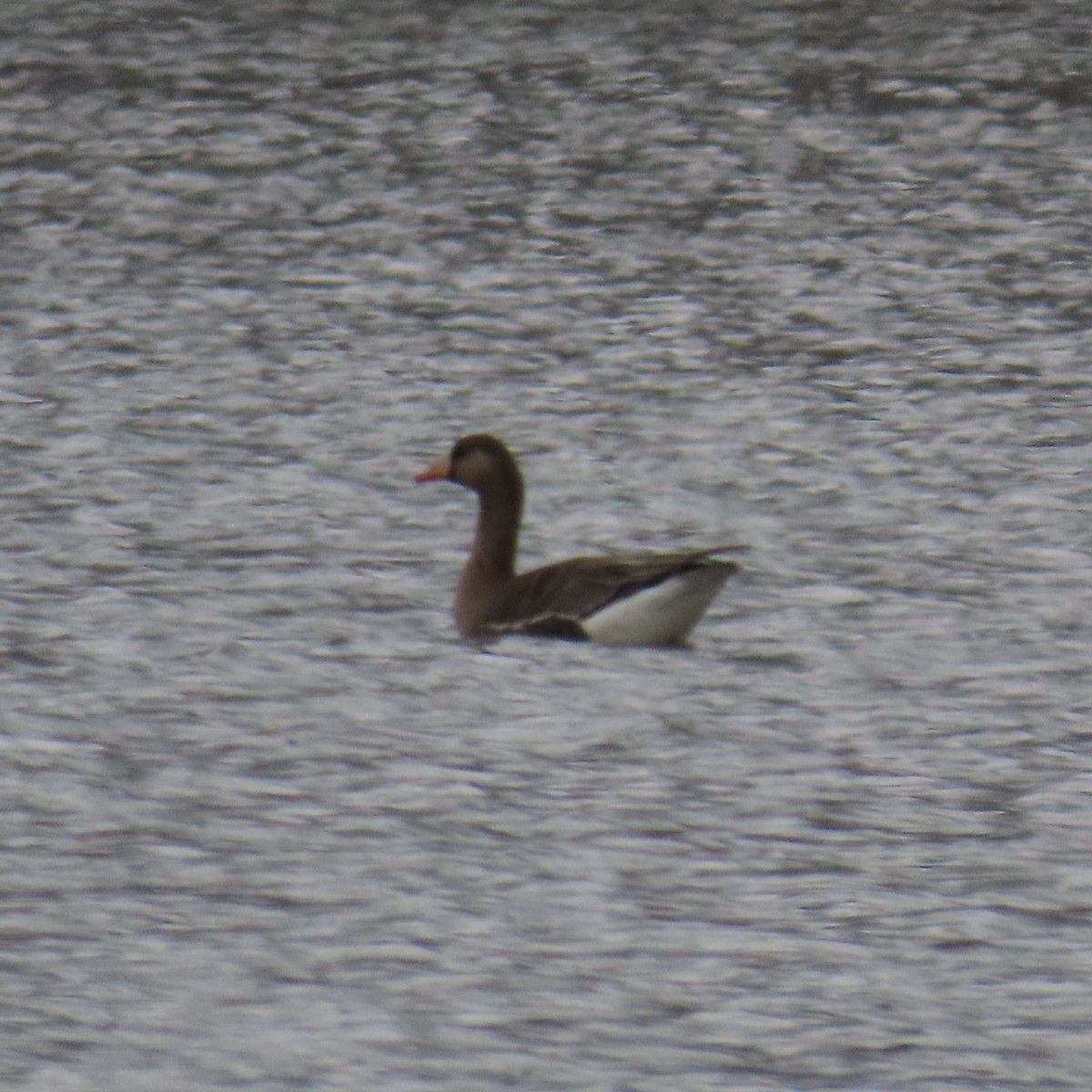 Greater White-fronted Goose (Western) - ML615929259