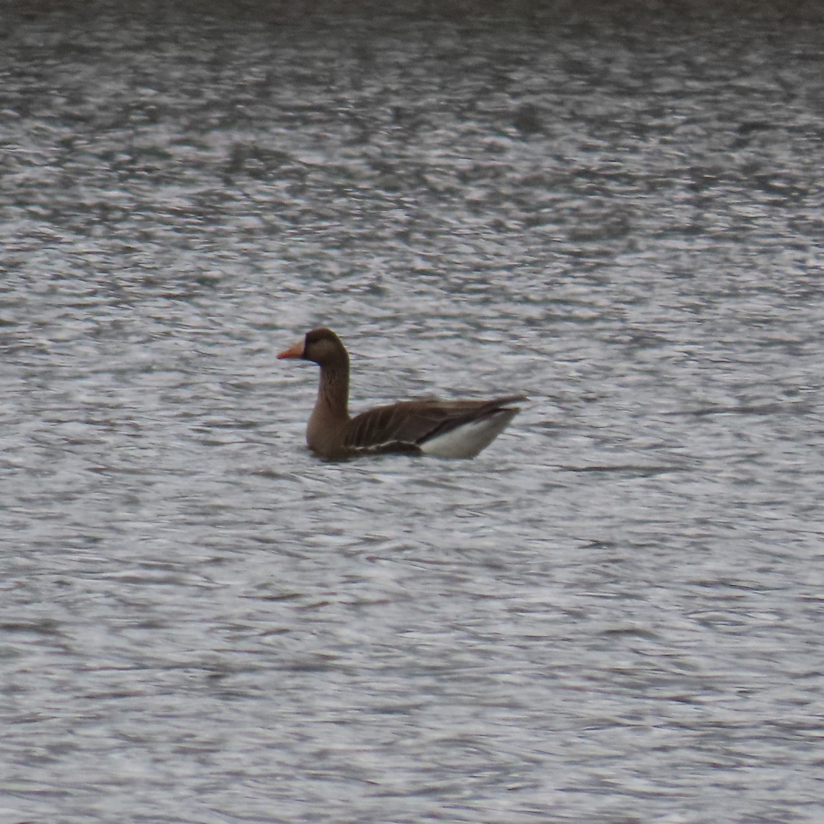 Greater White-fronted Goose (Western) - ML615929260