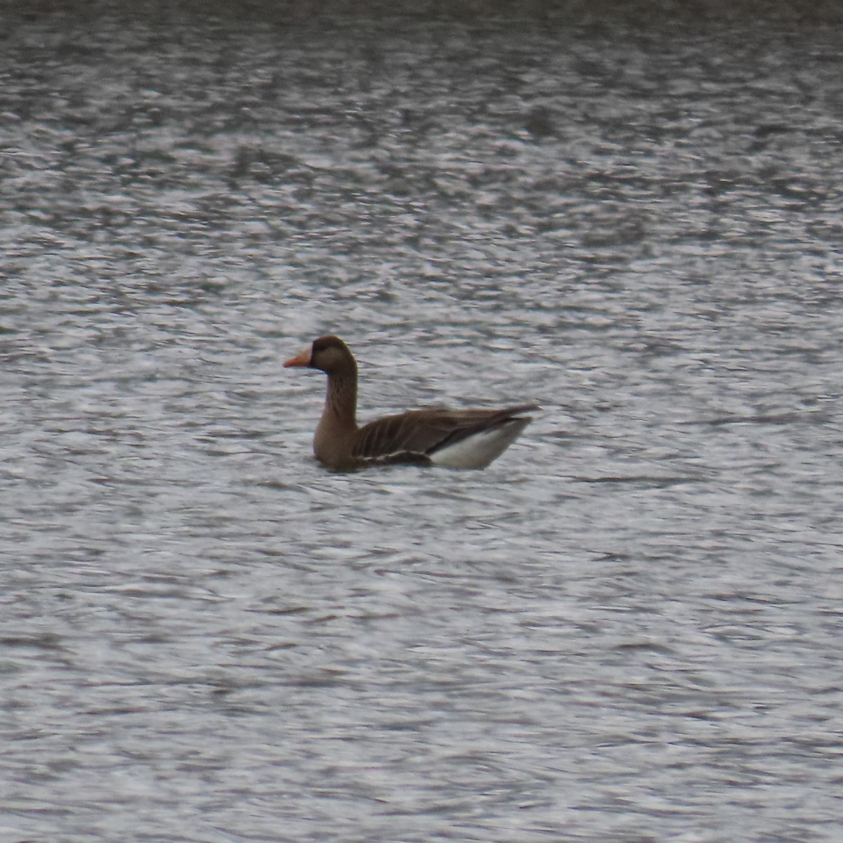 Greater White-fronted Goose (Western) - Mackenzie Goldthwait