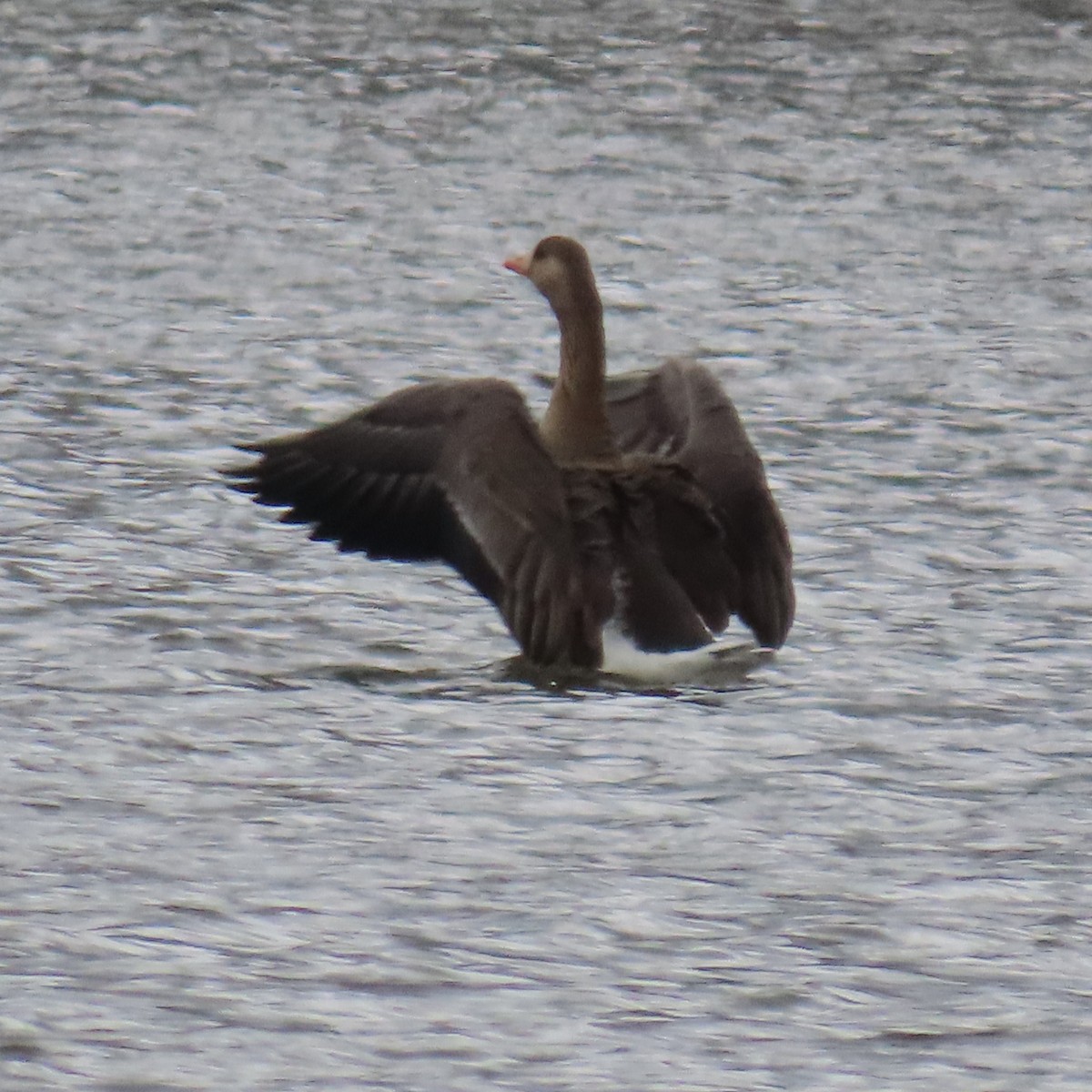 Greater White-fronted Goose (Western) - Mackenzie Goldthwait