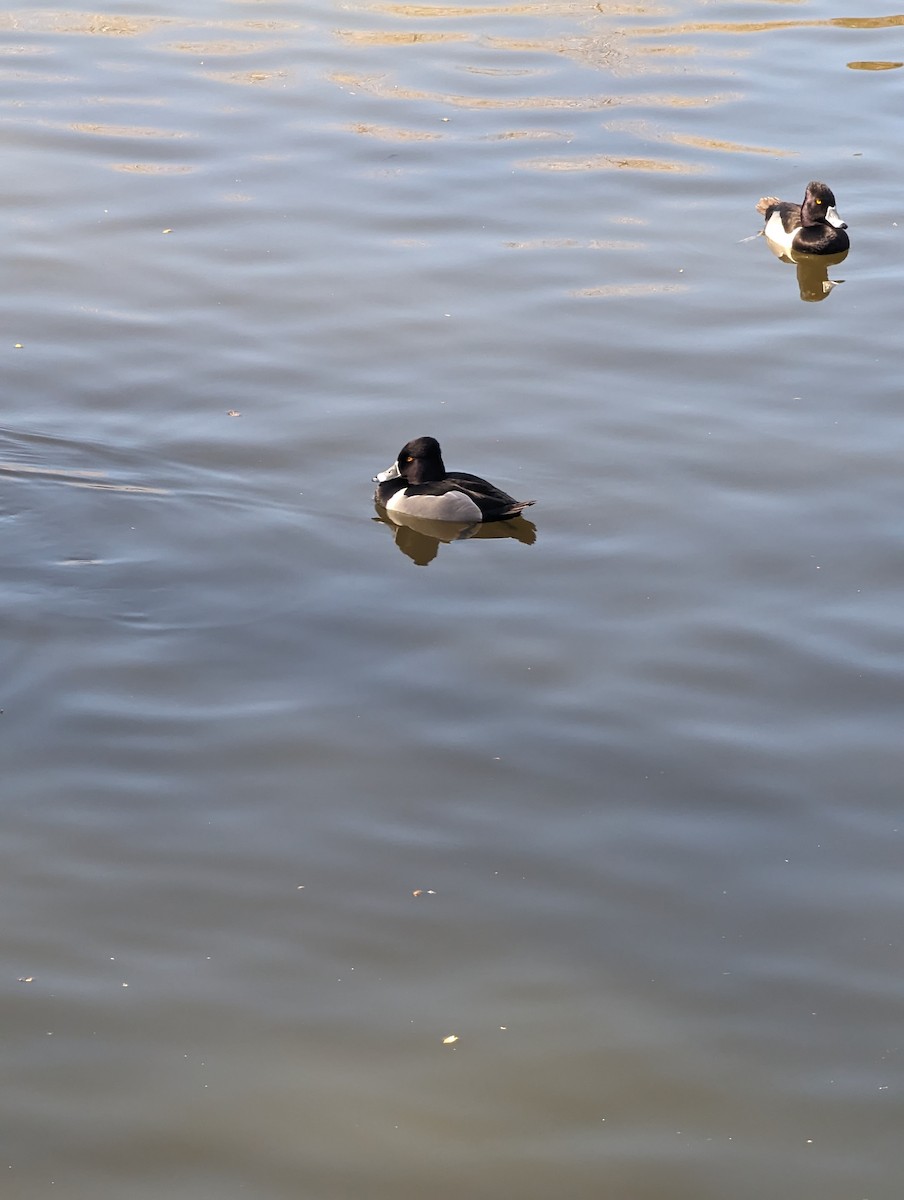 Ring-necked Duck - ML615929284