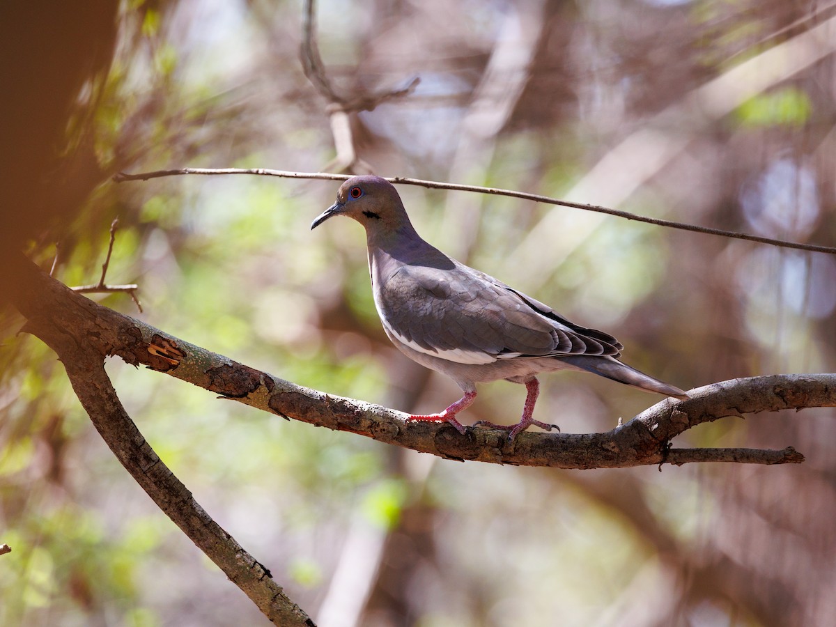 White-winged Dove - Nancy Whittle