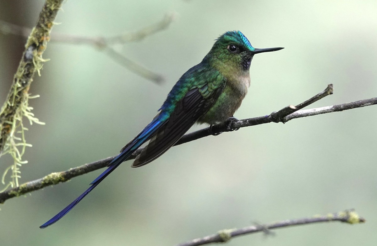 Violet-tailed Sylph - Sophia Wong