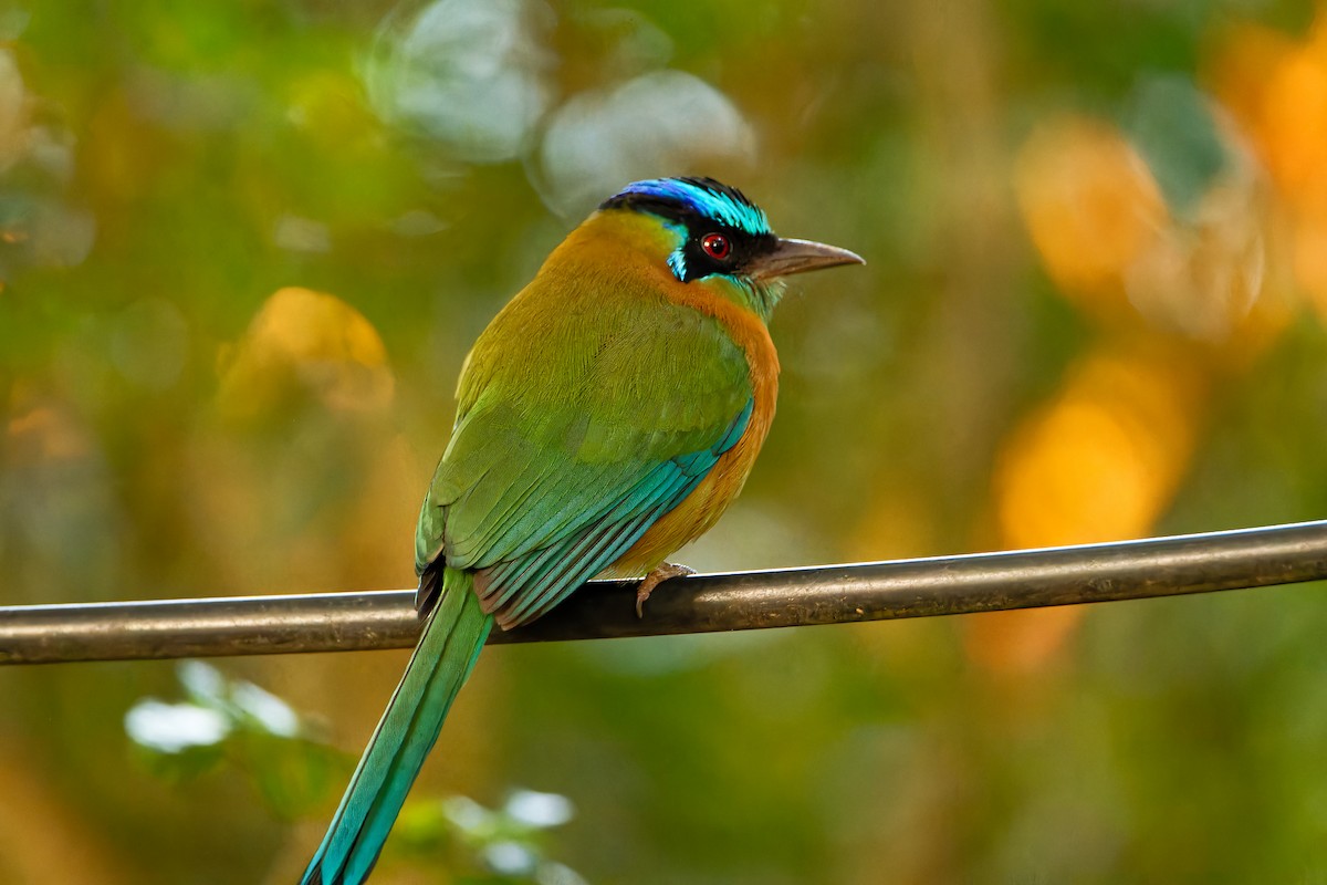 momot diadémový - ML615929347