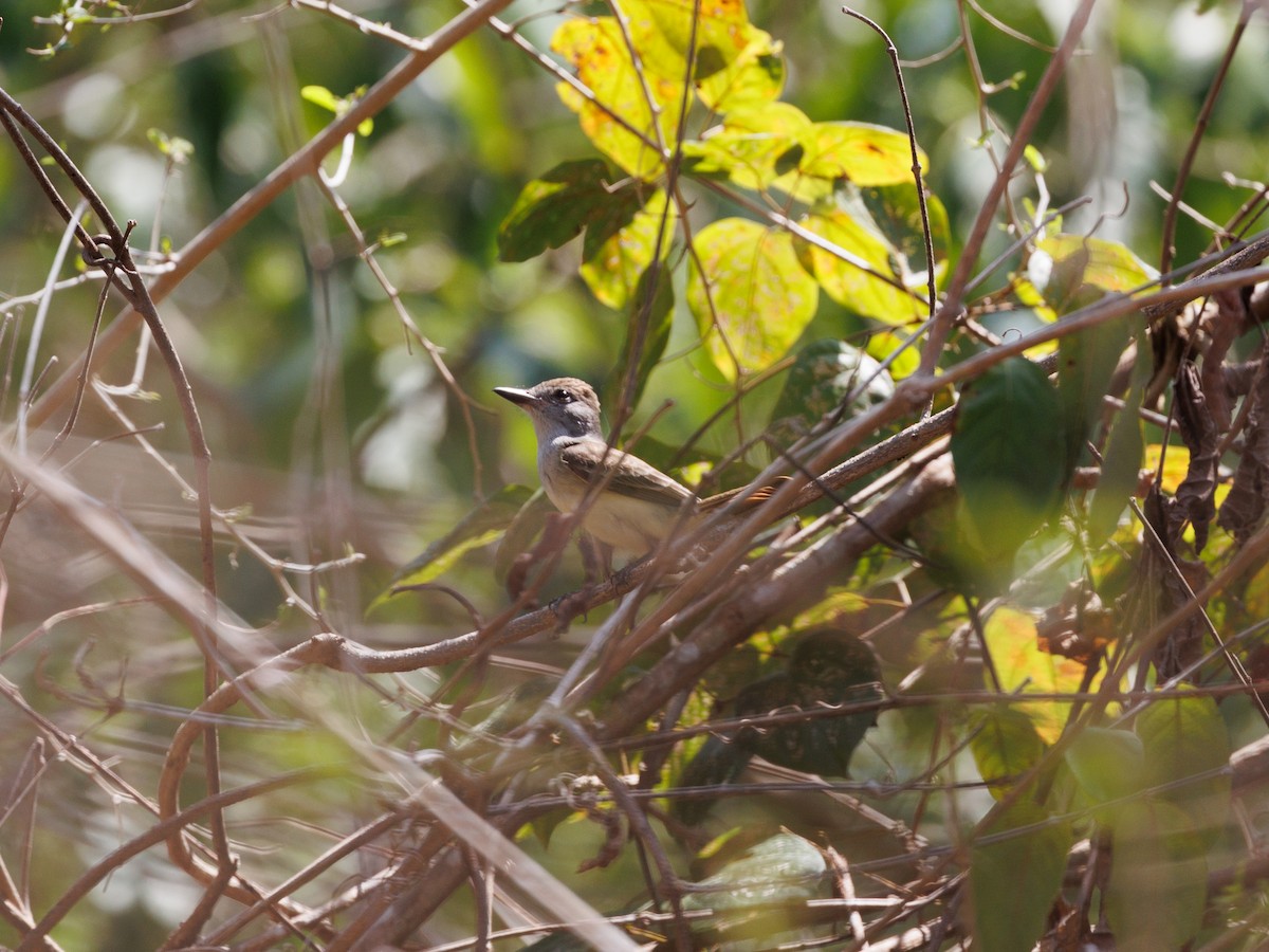 Brown-crested Flycatcher - Nancy Whittle