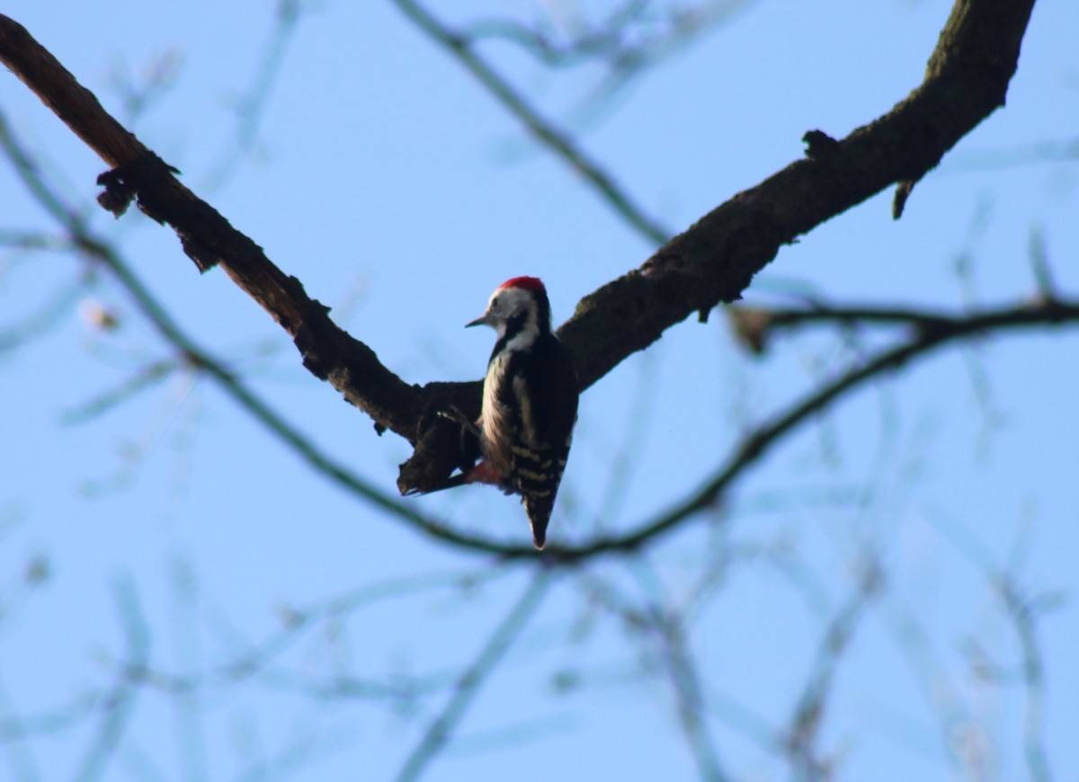 Middle Spotted Woodpecker - ML615929415