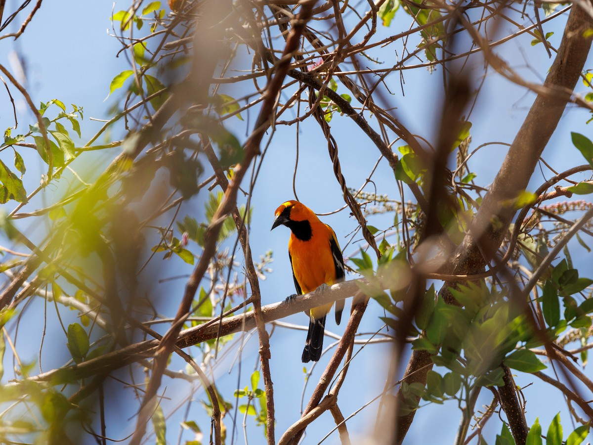 Altamira Oriole - Nancy Whittle