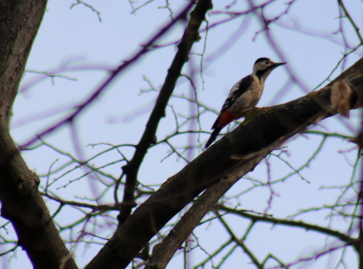 Syrian Woodpecker - ML615929426