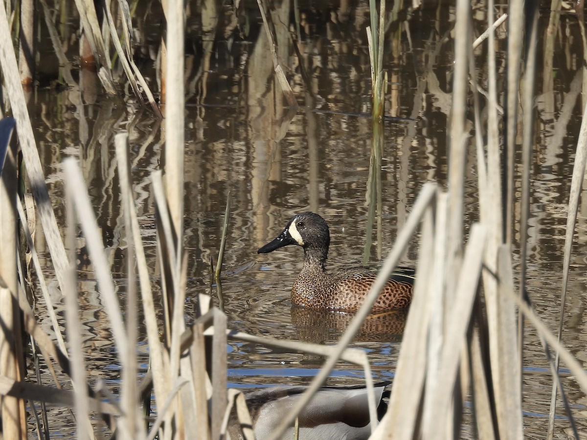 Blue-winged Teal - ML615929478
