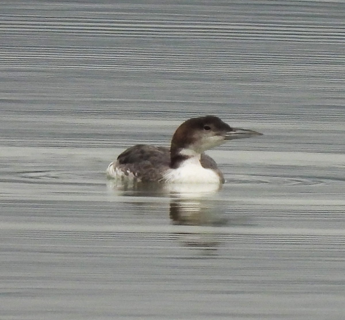 Common Loon - ML615929505