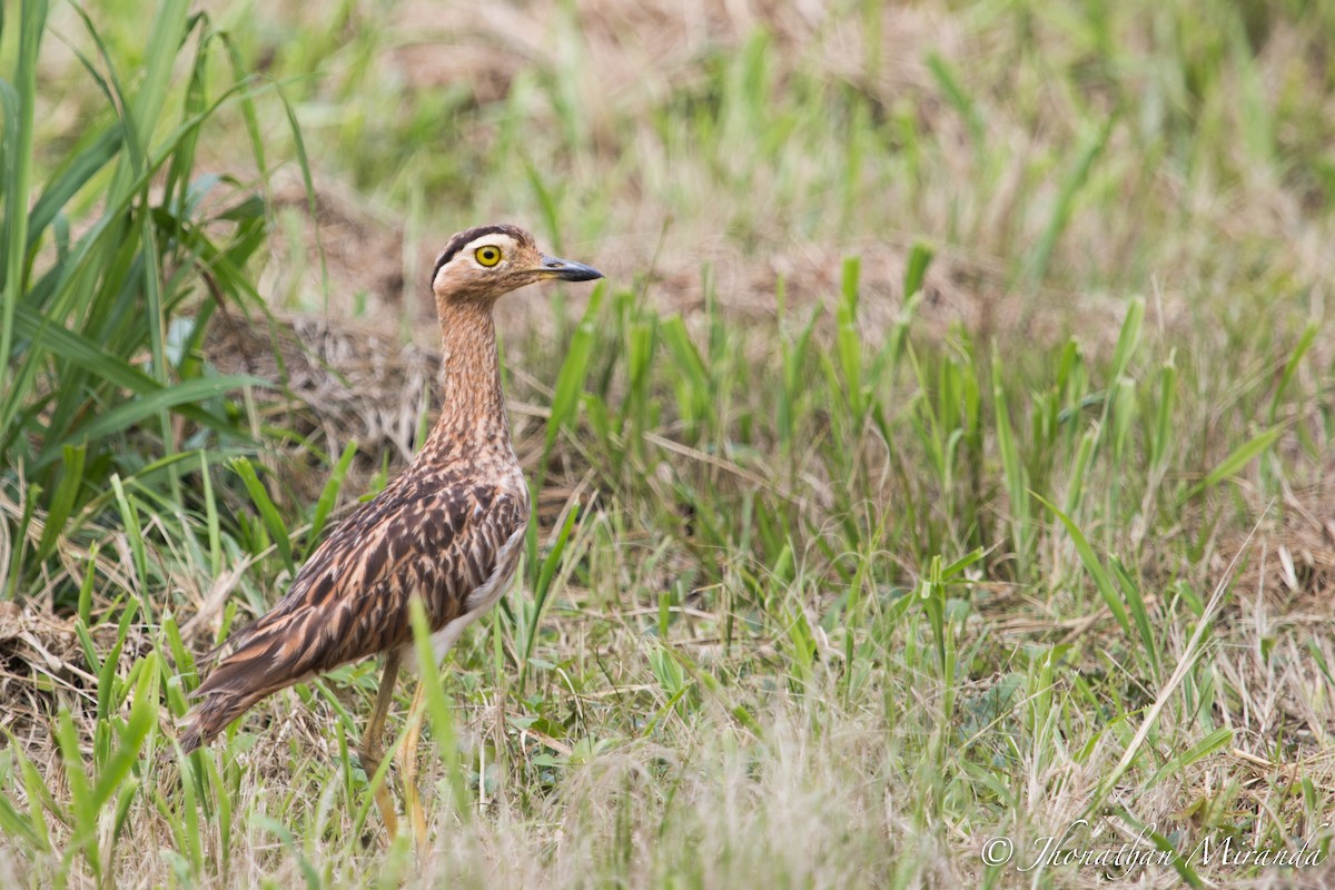 Double-striped Thick-knee - ML61592951