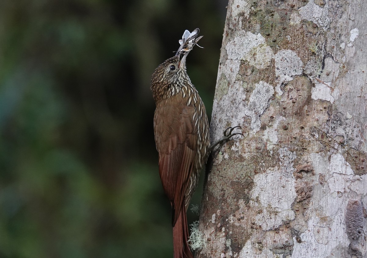 Montane Woodcreeper - ML615929532