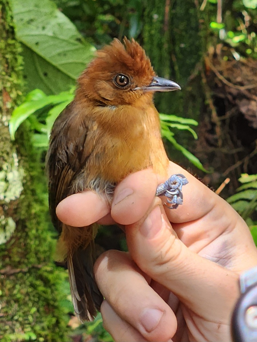 White-shouldered Antshrike - Eric Konkol