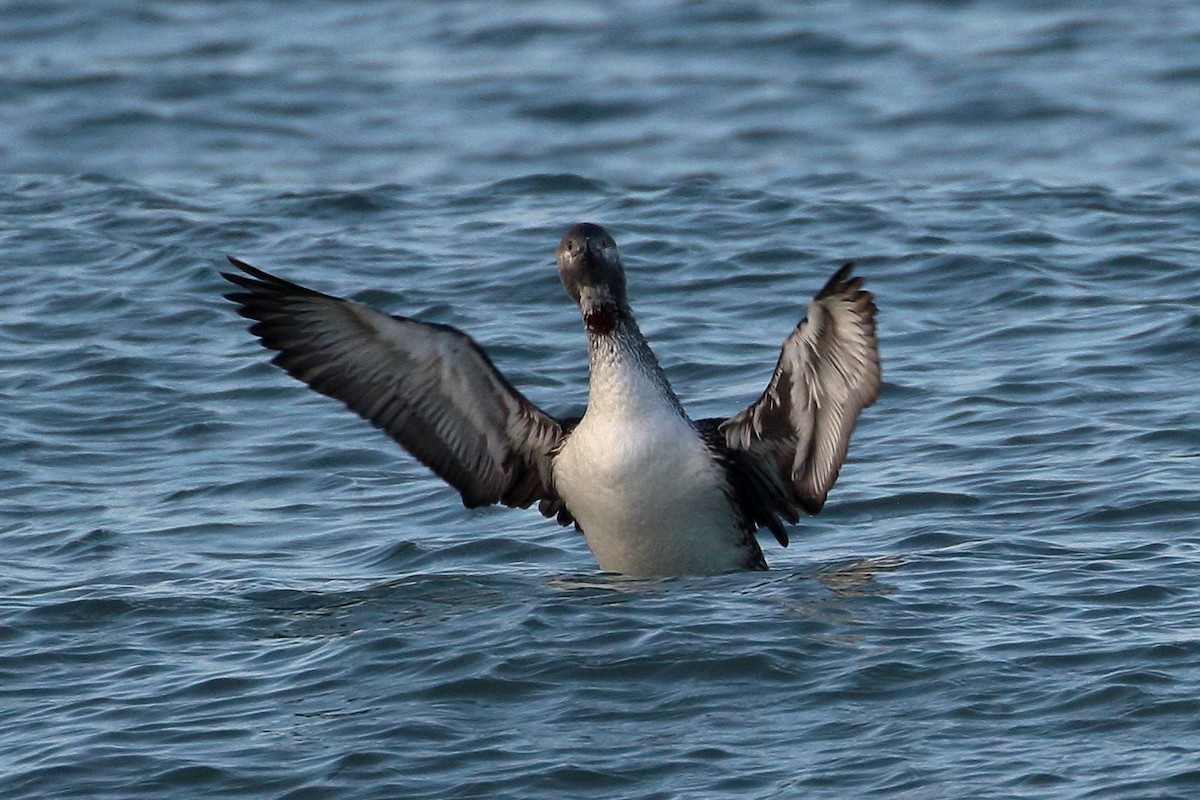 Red-throated Loon - ML615929541