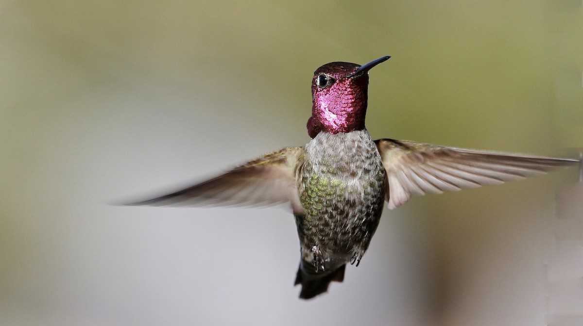 Anna's Hummingbird - Alison Sheehey